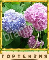 ответы на игру Птица-Говорун розовый голубой цветок