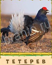 Птица-Говорун ответы на игру 7 букв черная птица с красной головой