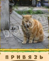 ответы на игру Птица-Говорун рыжий кот