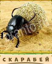 Птица-Говорун ответы на игру 8 букв жук, песок