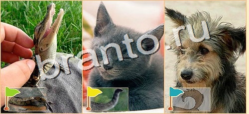 Расставляйка игра подсказки Уровень 78