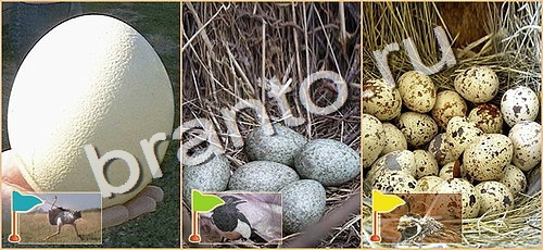 ответы к игре Расставляйка уровень 113