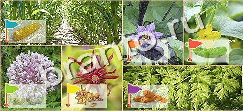 Расставляйка решения уровень 120