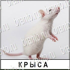 Разгадай слово игра в контакте помощь Уровень 205