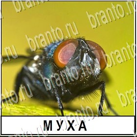 Разгадай слово ВКонтакте подсказки Уровень 253