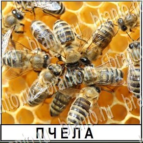 игра Разгадай слово ответы Уровень 330