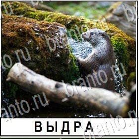 приложение Разгадай слово ответы Уровень 444