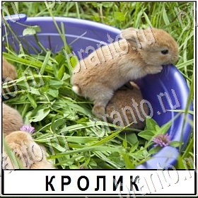 ответы из игры Разгадай слово Уровень 447