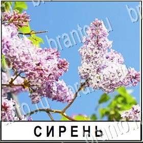 четыре фото 1 слово в контакте ответы Уровень 461