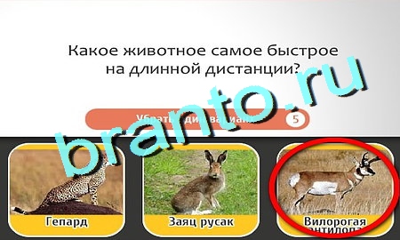 Кто самый-самый решения Уровень 222