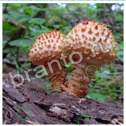 решебник на игру Скрытые номера Уровень 71