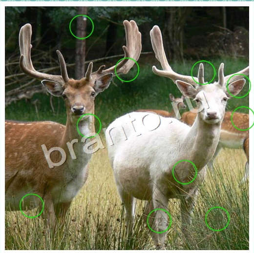 Одноклассники Скрытые номера ответы Уровень 88