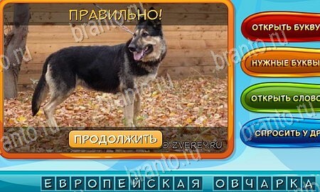 ответы на игру в одноклассниках Собаки и кошки Уровень 32