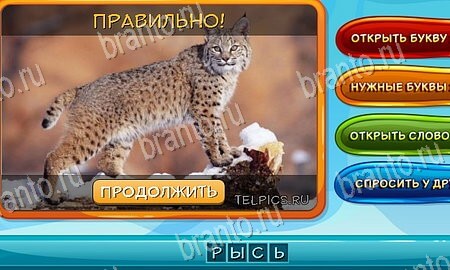 Собаки и кошки игра ответы в одноклассниках Уровень 33