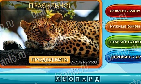 Собаки и кошки подсказки в контакте Уровень 35