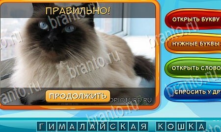 игра Собаки и кошки разгадки, ответ на Уровень 36