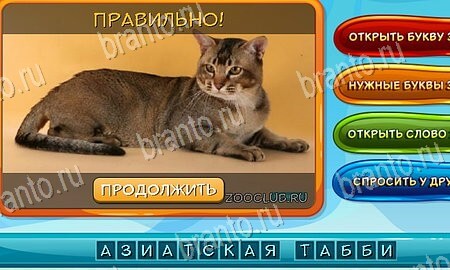 Собаки и кошки игра ответы на все задания Уровень 39