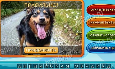 Собаки и кошки игра в контакте подсказки Уровень 40