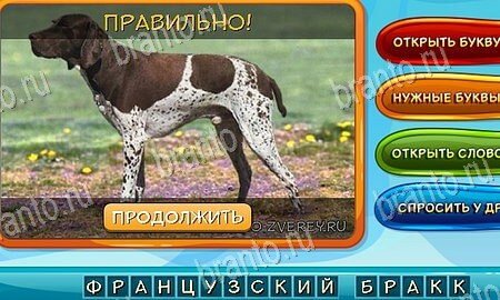 Собаки и кошки игра в одноклассниках помощь Уровень 41