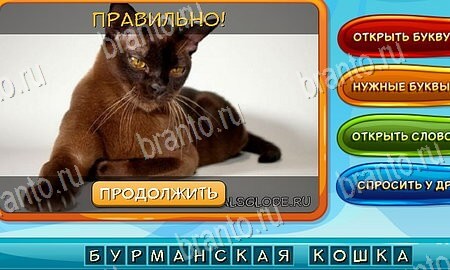 Собаки и кошки ответы в картинках в контакте Уровень 42