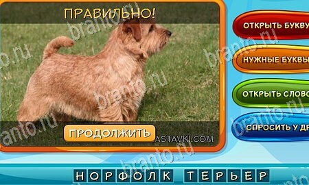 Игра Собаки и кошки подсказки вк Уровень 44