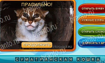 игра Собаки и кошки ответы в одноклассниках на Уровень 46