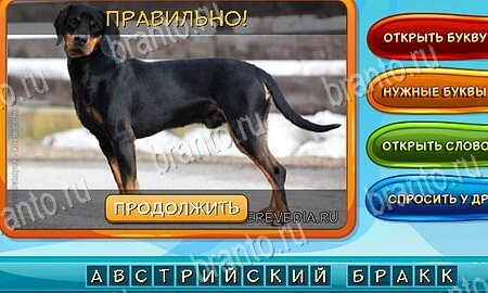 Собаки и кошки игра из одноклассников решения Уровень 48