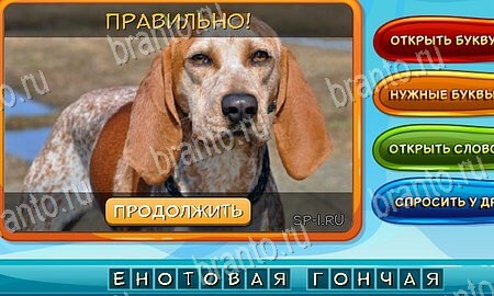 Собаки и кошки игра ответы ВК Уровень 49