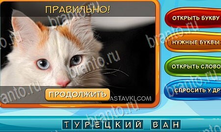Собаки и кошки игра вконтакте подсказки Уровень 50