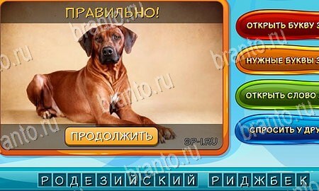 Решения на игру Собаки и кошки Эпизод 3 уровень 4