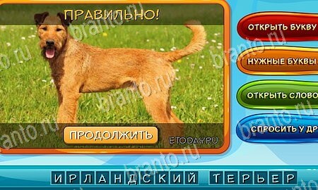 Помощь на игру ВК Собаки и кошки уровень 5