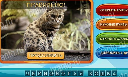ответы к игре Собаки и кошки в контакте уровень 6