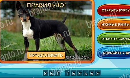 ответы на игру в одноклассниках Собаки и кошки уровень 7