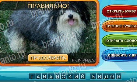 Собаки и кошки игра ответы в одноклассниках уровень 8