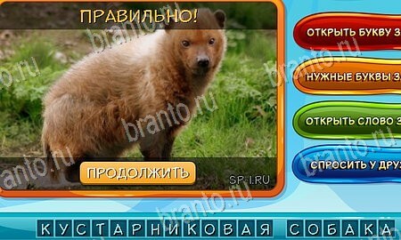 Одноклассники Собаки и кошки ответы уровень 9