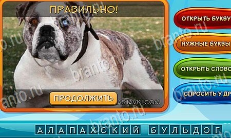игра Собаки и кошки разгадки, ответ на Уровень 61
