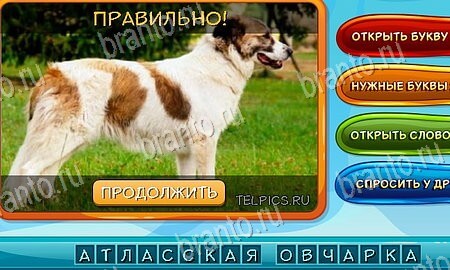 решебник на игру Собаки и кошки Уровень 62