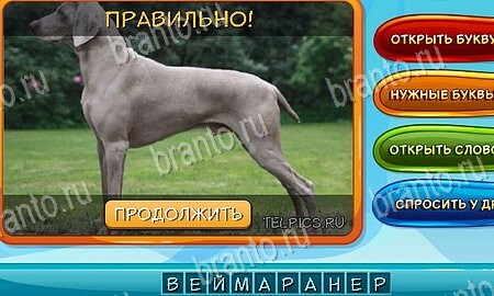 Собаки и кошки решения на игру из одноклассников Уровень 63