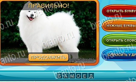 Собаки и кошки игра ответы на все задания Уровень 64