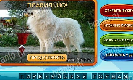 Собаки и кошки игра в контакте подсказки Уровень 65