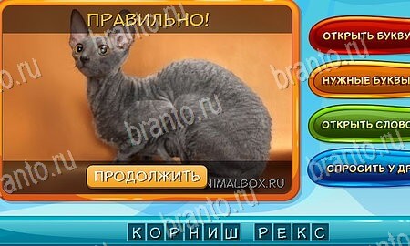 Собаки и кошки игра в одноклассниках помощь Уровень 66