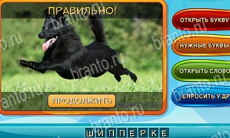 Собаки и кошки игра из одноклассников решения Уровень 73