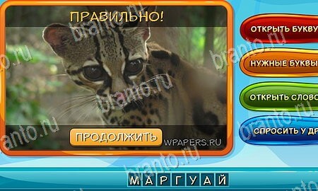 ответы на игру Собаки и кошки в одноклассниках Уровень 76