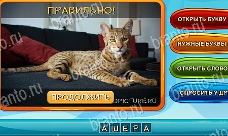 Собаки и кошки игра ответы в одноклассниках Уровень 83