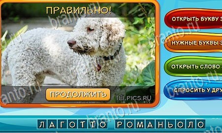 Собаки и кошки подсказки в контакте Уровень 85