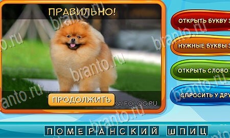 игра Собаки и кошки разгадки, ответ на Уровень 86