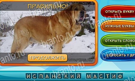 Собаки и кошки игра ответы на все задания Уровень 89