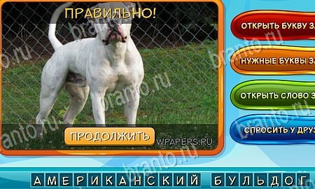 Собаки и кошки игра в одноклассниках помощь Уровень 91