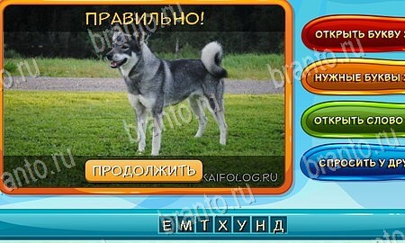 Игра Собаки и кошки ответы одноклассники, вк Уровень 93