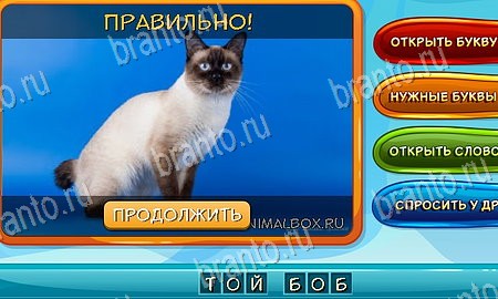 игра Собаки и кошки ответы в одноклассниках на Уровень 96